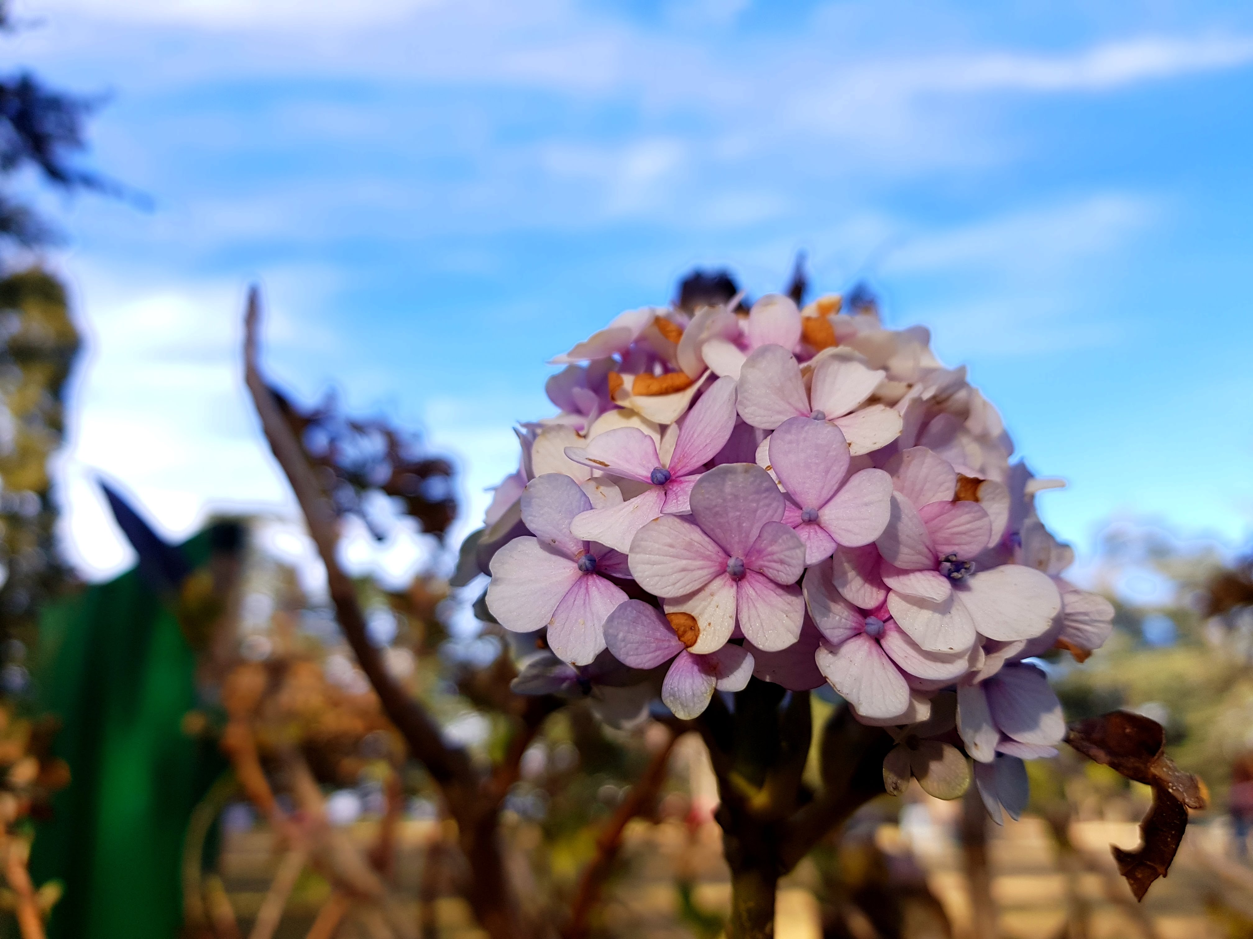 Flora and fauna at Chayal